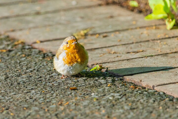 A small bird robin with a red head and white body is standing on a sidewalk