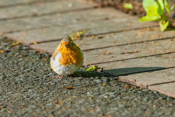 A small bird robin with a red head and white body is standing on a sidewalk