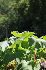 Summer pumpkin plants growing in the garden.