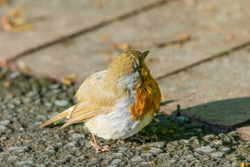 A small bird robin with a red head and white body is standing on a sidewalk