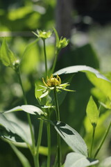 A bright yellow tomato plant flower.