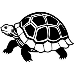 vector illustration sulcata-tortoise 