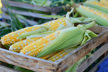 Fresh Organic Corn on the Cob at Farmers Market Display