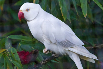 A white parrot is perched on a green leaf