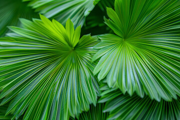 Obraz premium Close-up of detailed rainforest jungle leaves for background.