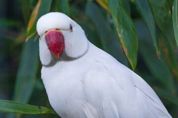 A white parrot is perched on a green leaf
