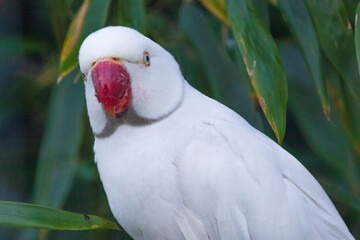 A white parrot is perched on a green leaf