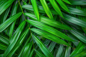 Close-up of detailed rainforest jungle leaves for background.
