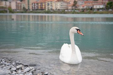 swan on the lake