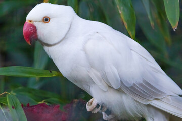 A white parrot is perched on a green leaf