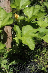 Summer pumpkin plants growing in the garden.