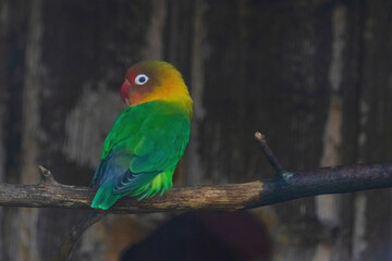 A green and yellow bird is perched on a branch