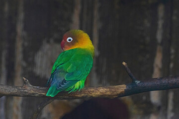 A green and yellow bird is perched on a branch