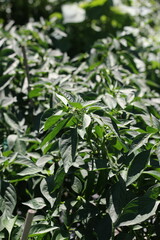 Green leafy plants growing in the garden.