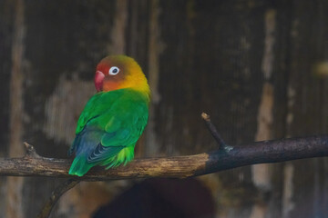 A green and yellow bird is perched on a branch