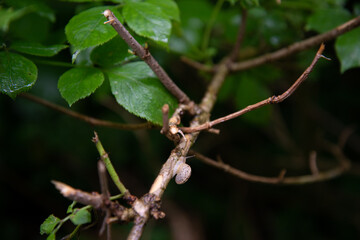 Old forest high in the mountains. Beautiful plants along a mountain river.