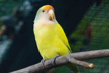 A yellow bird is perched on a branch