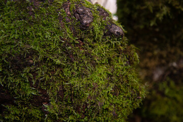 Old forest high in the mountains. Beautiful spring landscape.