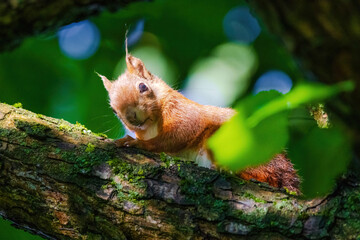 A squirrel is sitting on a tree branch