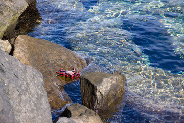 Cangrejo Moro en la costa de Agaete en la isla de Gran Canaria, España
