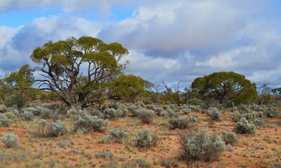 Desert vegetation in the Red Center of Australia. 