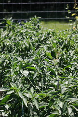 Green leafy plants growing in the garden.