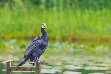 A black bird cormorant is standing on a wooden post near a body of water