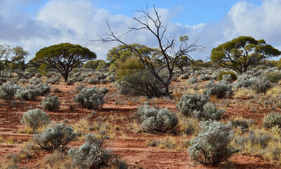 Desert vegetation in the Red Center of Australia. 