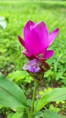 pink siam tulip flower