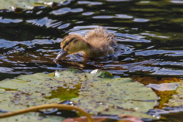 A baby duck is swimming in a pond