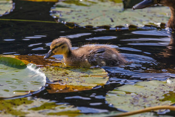 A baby duck is swimming in a pond
