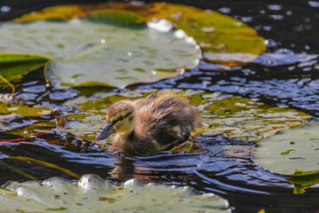 A baby duck is swimming in a pond