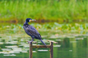A black bird cormorant is standing on a wooden post near a body of water