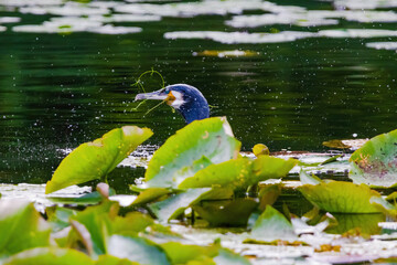 Black Cormorant is swimming in a pond