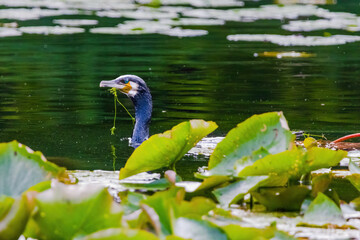 Black Cormorant is swimming in a pond