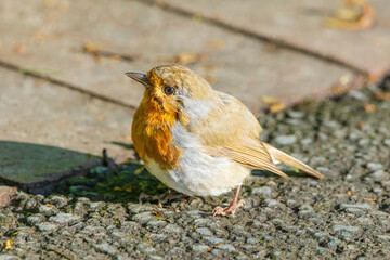 A small bird robin with a red head and white body is standing on a sidewalk