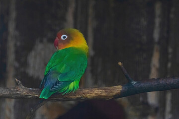 A green and yellow bird is perched on a branch