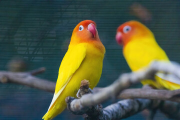Two yellow birds are perched on a branch