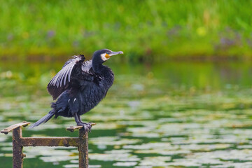 A black bird cormorant is standing on a wooden post near a body of water