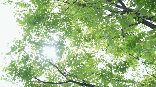 Trees swaying in the wind and sunlight filtering through the trees