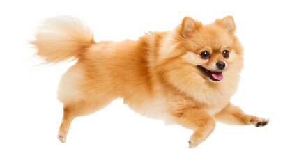 Obraz premium Full body shot of Pomeranian dog, running happily, smiling.