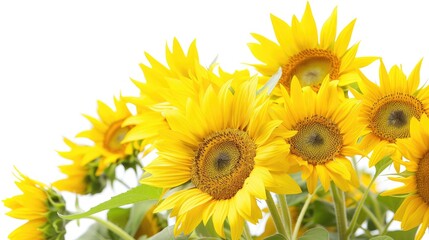 Fototapeta premium Bright sunflowers in full bloom against a clean white background, showcasing their vibrant yellow petals.