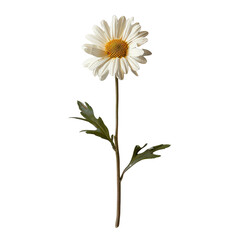 A single white daisy flower with a yellow center and green leaves, isolated on a white background, perfect for nature and floral-themed projects.