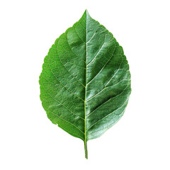 Obraz premium High resolution close-up image of a single green leaf with detailed texture, isolated on a white background.