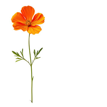 Vibrant orange flower with delicate petals and green leaves on a simple stem, isolated on a transparent background.