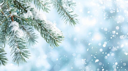 Snow-covered pine branches glistening in winter, offering a picturesque backdrop for text insertion.