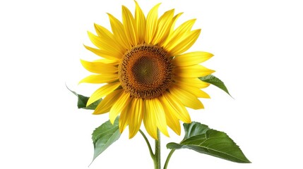 Single sunflower with detailed petals and a white background, highlighting its natural beauty.