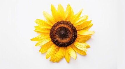 Fototapeta premium A Single Sunflower on a White Background