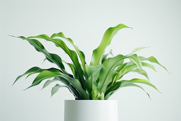 Birds Nest Fern isolated on white