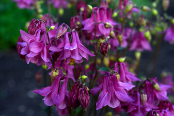 Obraz premium Colorful aquilegia flowers in the summer garden. Beautiful flowers of the catchment area. Ranunculaceae.